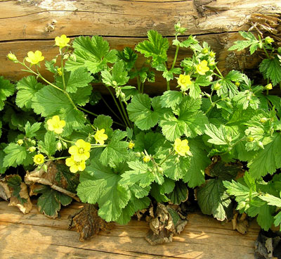 Echte Nelkenwurz, Geum urbanum